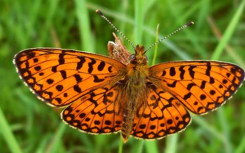 Kerekfoltú gyöngyházlepke (Argynnis aglaja)
