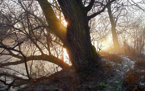 fa folyó fény naplemente