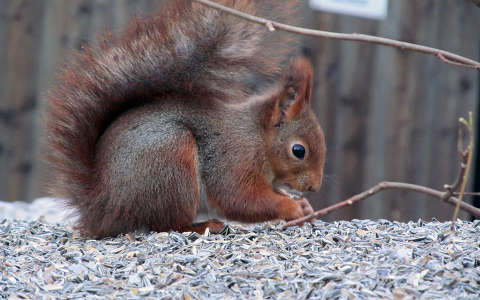 címlapfotó mókus