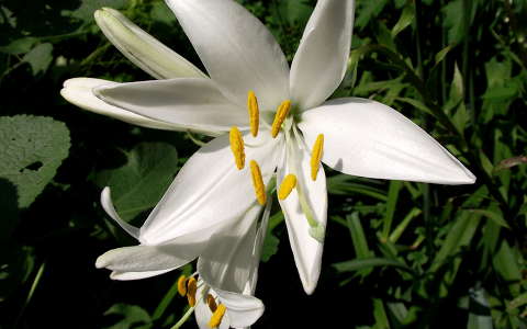 Liliom. Fotó: Csonki