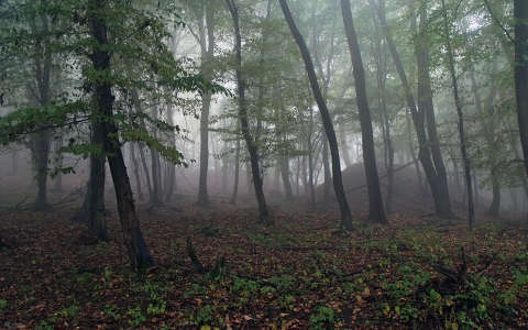 erdő