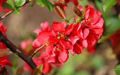 japán birs (Chaenomeles japonica)
