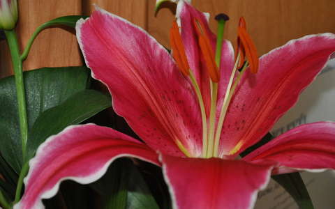 Liliom :)