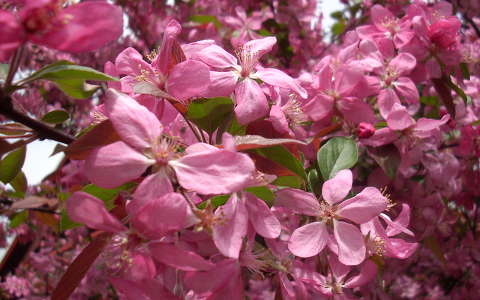 Diszalmafa virág