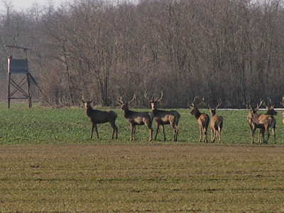 Magyarország; Őrségi Nemzeti Park