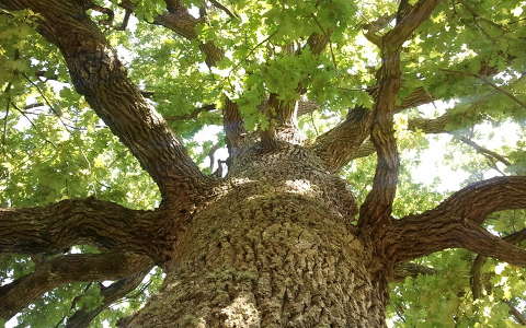 Magyarország; Őrségi Nemzeti Park; Lugosi rét