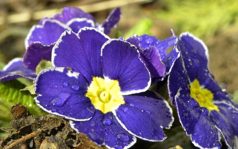 Primula