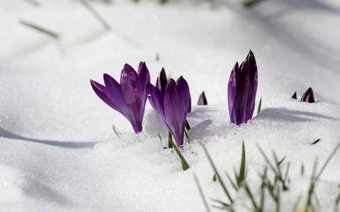 sáfrány (Crocus)