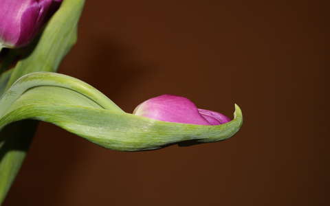 tulipán