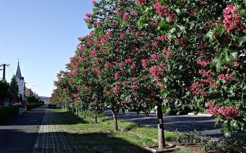 gesztenyevirág virágzó fa út