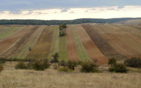 mező