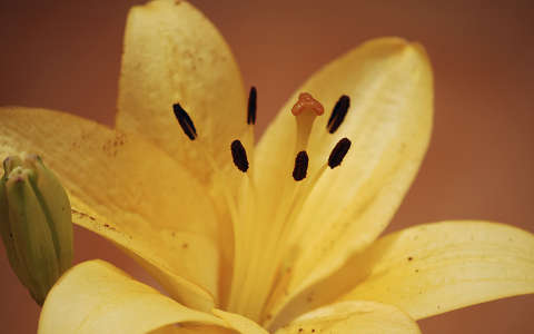 liliom