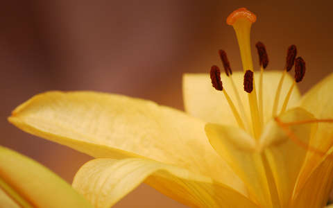 liliom
