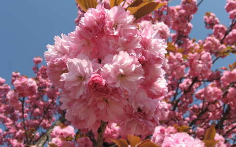 címlapfotó japán cseresznye tavasz virágzó fa