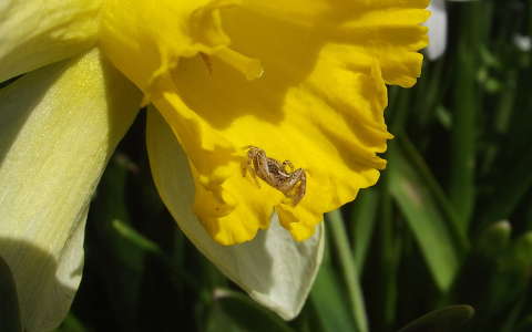 nárcisz pók tavaszi virág