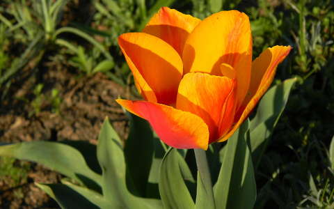tavaszi virág tulipán