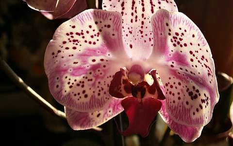 Orchidea ellenfényben