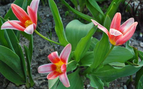 Három tulipán