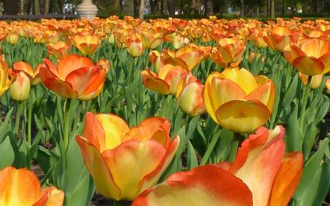 kertek és parkok tavasz tavaszi virág tulipán