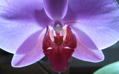 Lepkeorchidea, Phalaenopsis