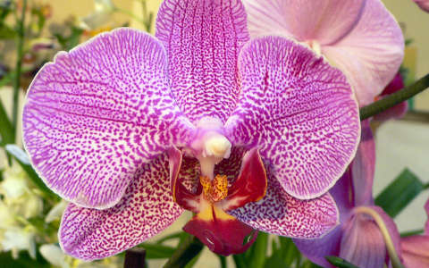 névnap és születésnap orchidea trópusi virág