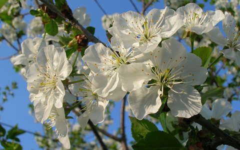gyümölcsfavirág tavasz