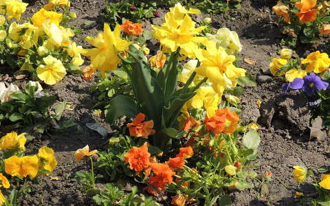 Tulipán és árvácska