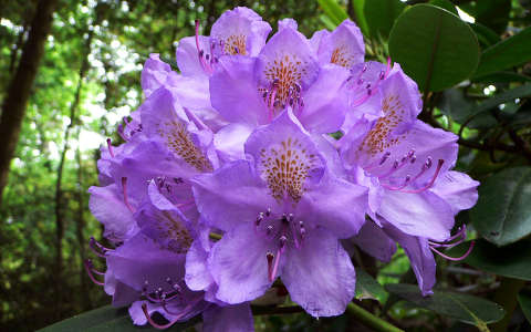 rododendron