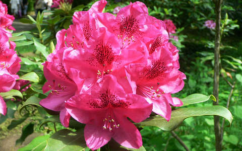 Rododendron