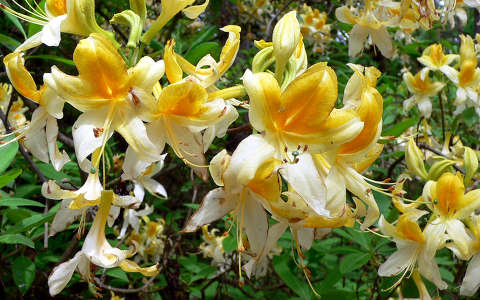 rododendron