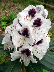 rododendron