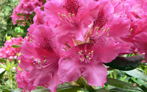 rododendron