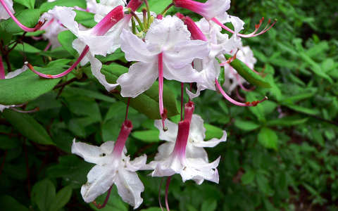 rododendron