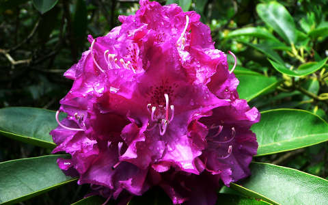 rododendron
