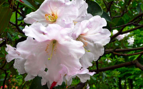 rododendron