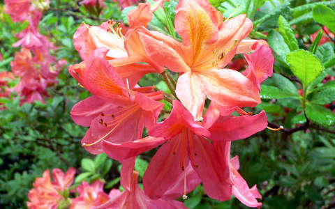 rododendron