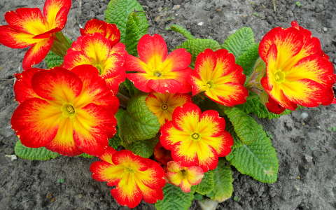 Primula