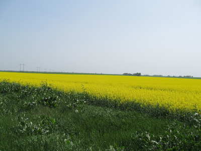 repcemező