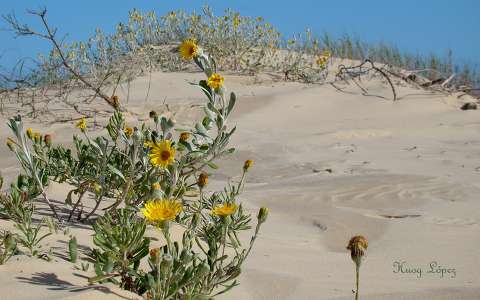 Margaritas en las dunas