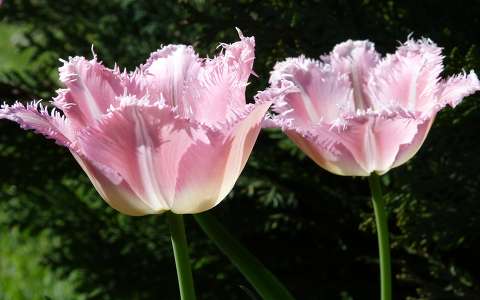Tulipán