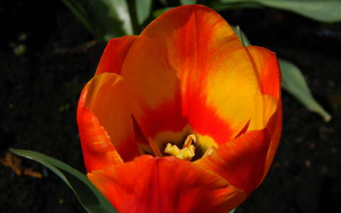 tavaszi virág tulipán