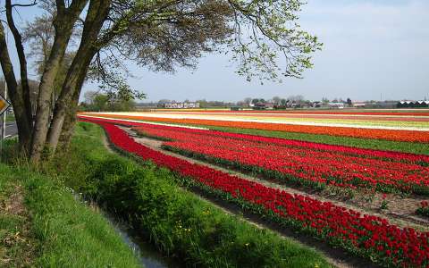 VOGELENZANG-HOLLAND, FLOWERFIELDS