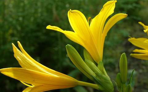 Liliom