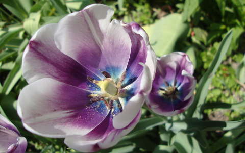 tulipán