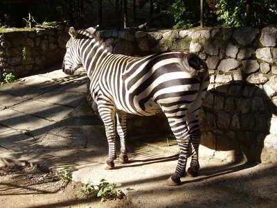 Zebra