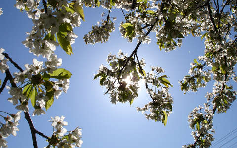 Cseresznyefa napsütésben