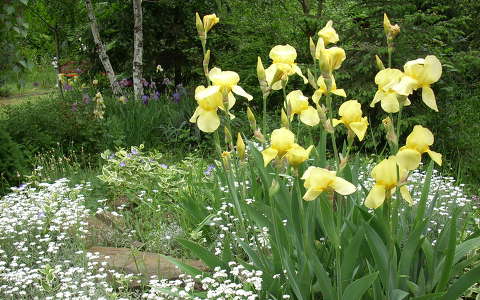 kertek és parkok tavaszi virág írisz