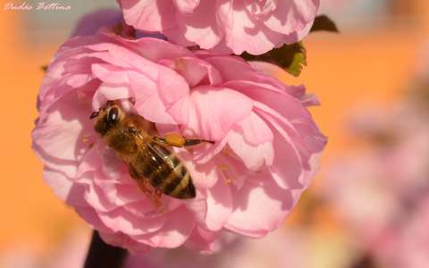 babarózsa méh rovar tavasz