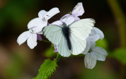 galagonya lepke