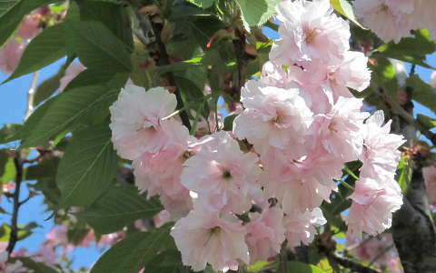 tavaszi virág virágzó fa